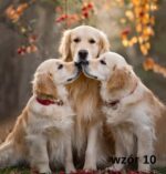 Poszewka Dekoracyjna 40x40 Pieski - obrazek 11